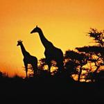 Dél-Afrika